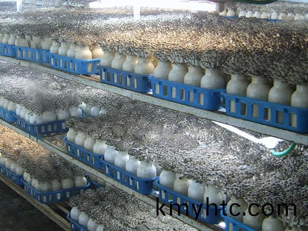 食(shi)用(yong)菌(jun)培(pei)育(yu)解決方案
